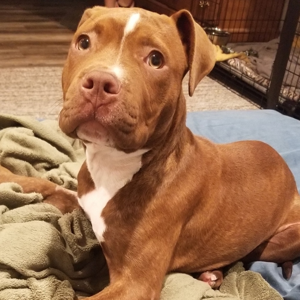 Meet your Posher, Sam